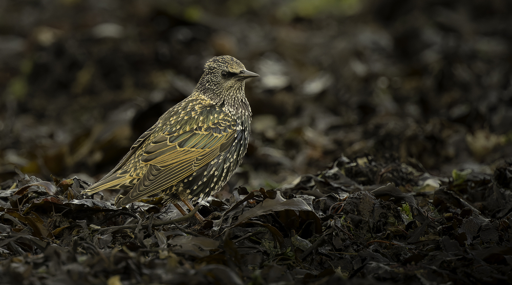 Sth-A7RVI-76.jpg