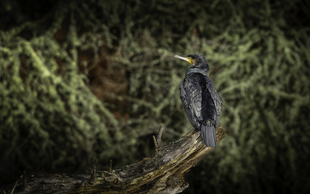 Sth-A7RVI-80.jpg