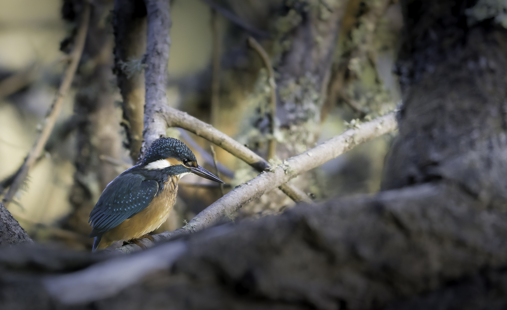 Sth-A7RVI-81.jpg