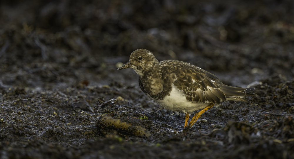 Sth-A7RVI-82.jpg