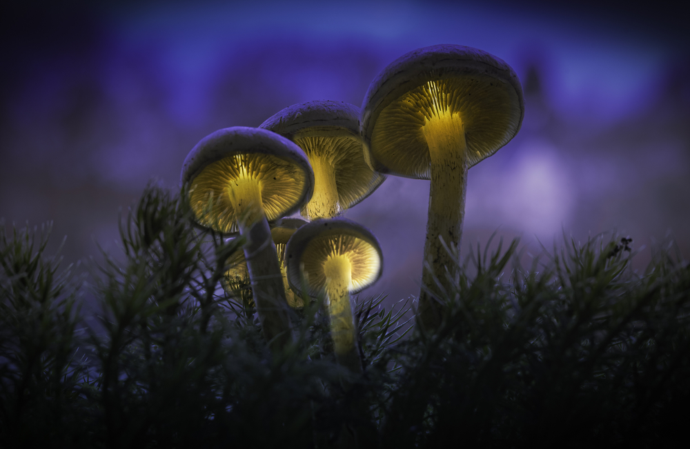 Sth-A7RVI-83.jpg