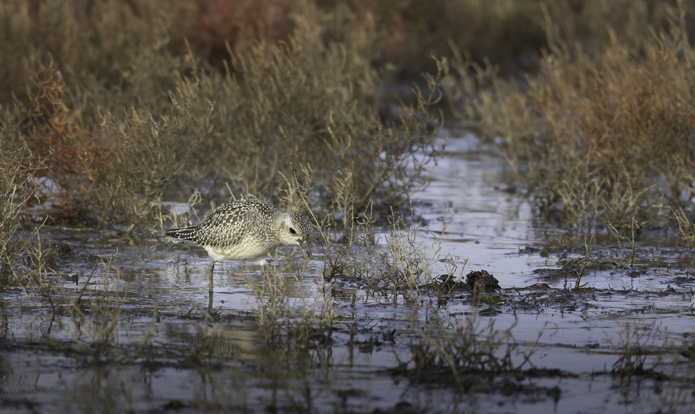 Sth-A7RVI-87.jpg