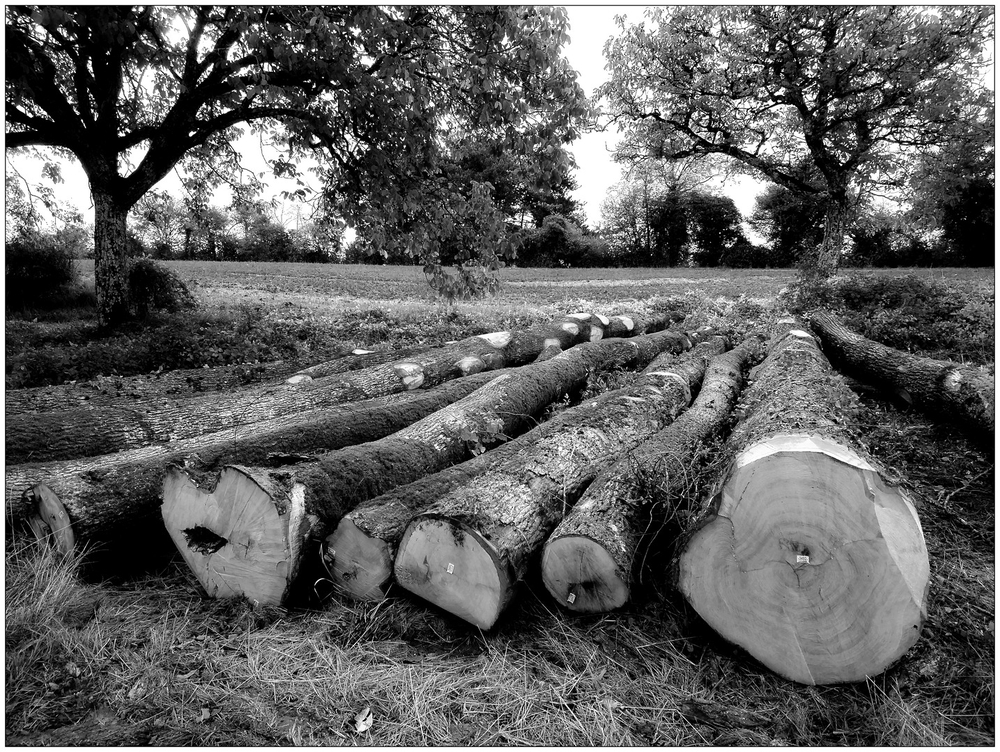 grumes 11 10 2026.jpg