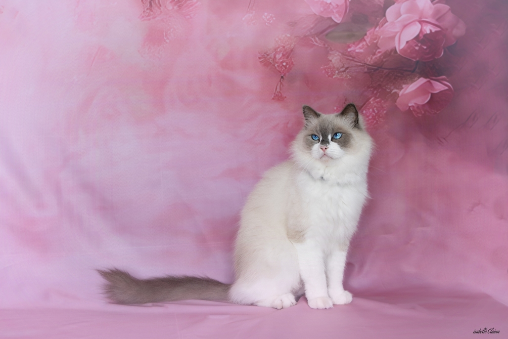 tino fond rose fp.jpg